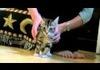 Laser blasted kittens