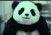 never say no to panda