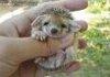 hedgehogs