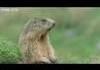 Funny animals