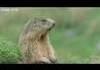 animals talk?