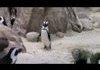 penguins are so meaningful why?