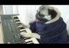 fat pug pllaying on keyboards
