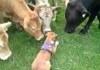 Cows meets dog very funny meeting
