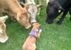 funny meeting of cows and dog
