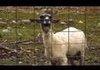 Animals Behaving Like Humans Compilation
