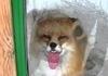 Fox licking window