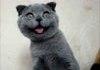 Funny Face Kitty