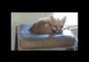 Cute pet fox