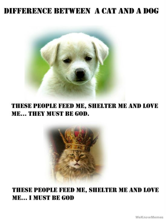 Cat Vs Dog