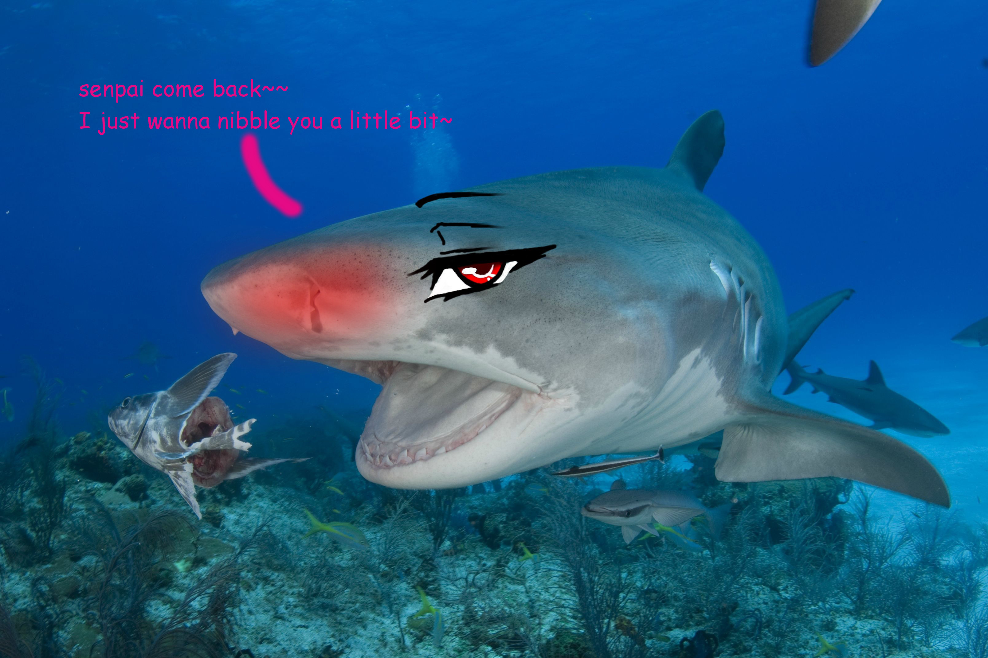 Fany shark twitter