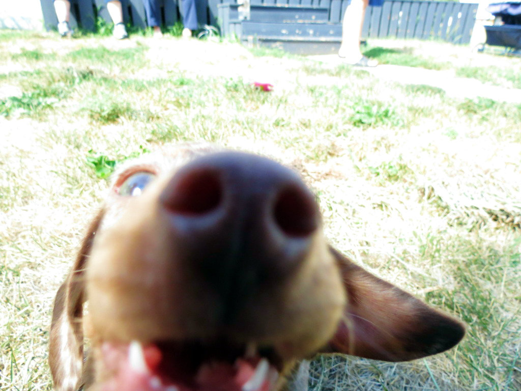 Do dachshunds lick their pee, selfpic young teen fingering