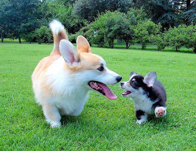 A Baby Corgi For You All