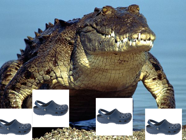 croc wearing crocs