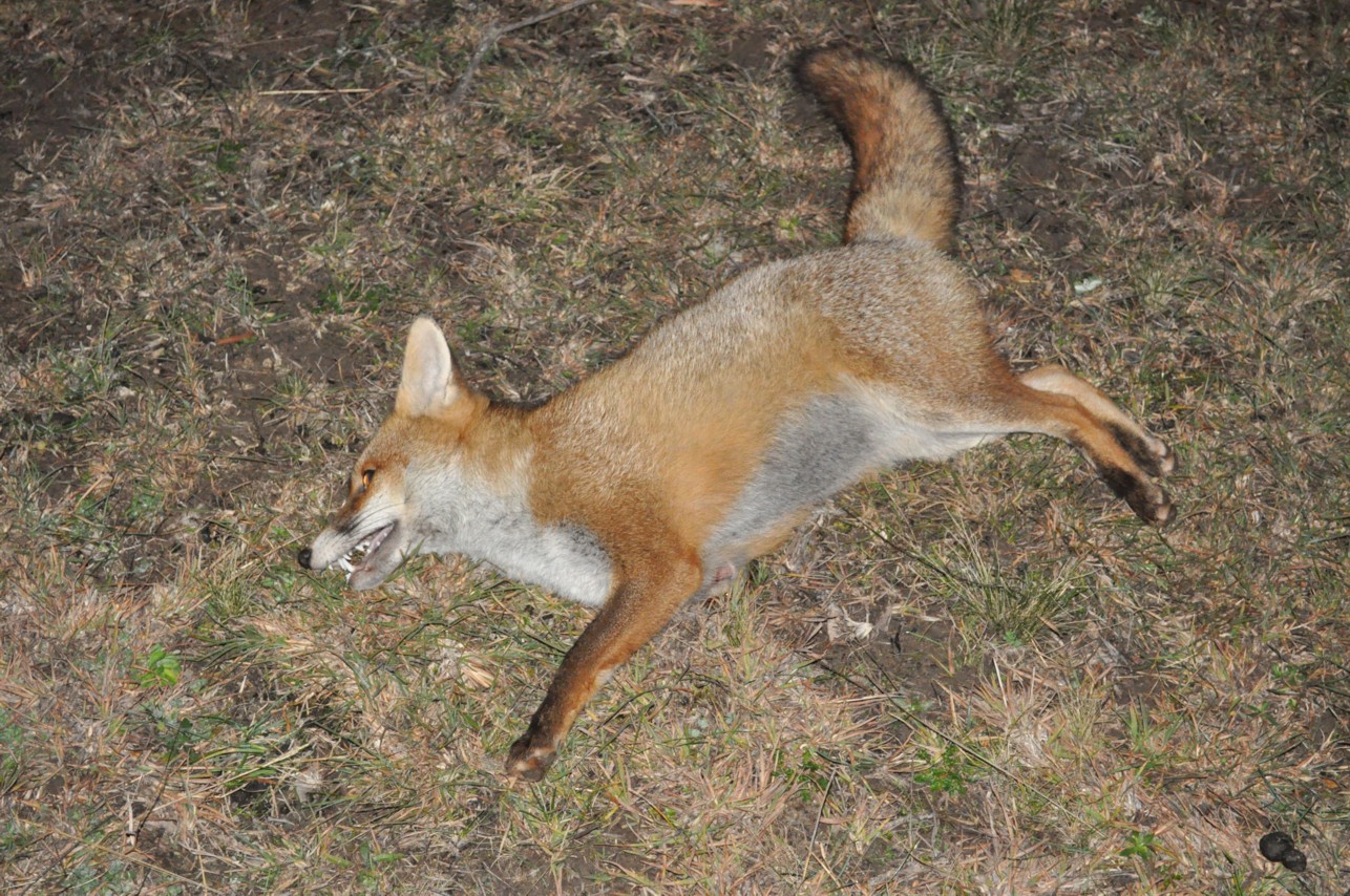 Can a fox attack a cat and drag it out like a prey Can a fox attack a cat and drag it out like a prey