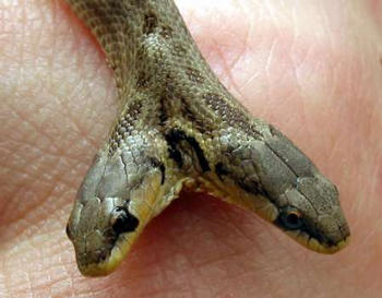 Lizard Species Types Facts Diet Habitat Lifespan