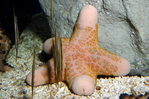 Choriaster - Wikipedia