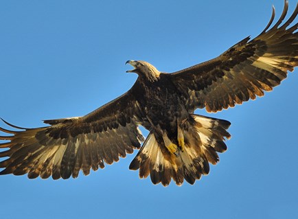 Aye Right Scottish Golden Eagle Master Race Wedge Tail