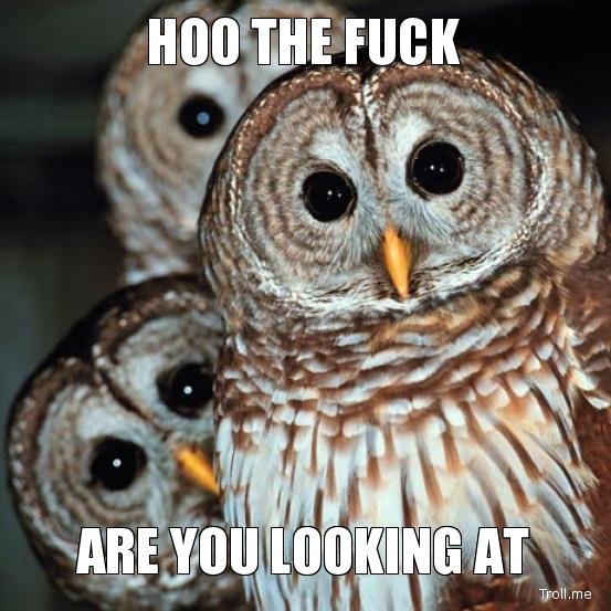 Erotic Owl Erotic Owl