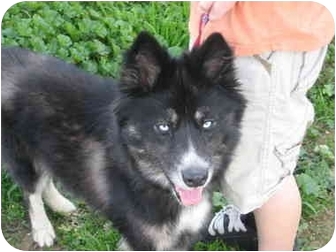 Border Collie Siberian Husky Mix 119478435 Added By