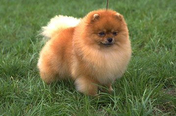 pom chow