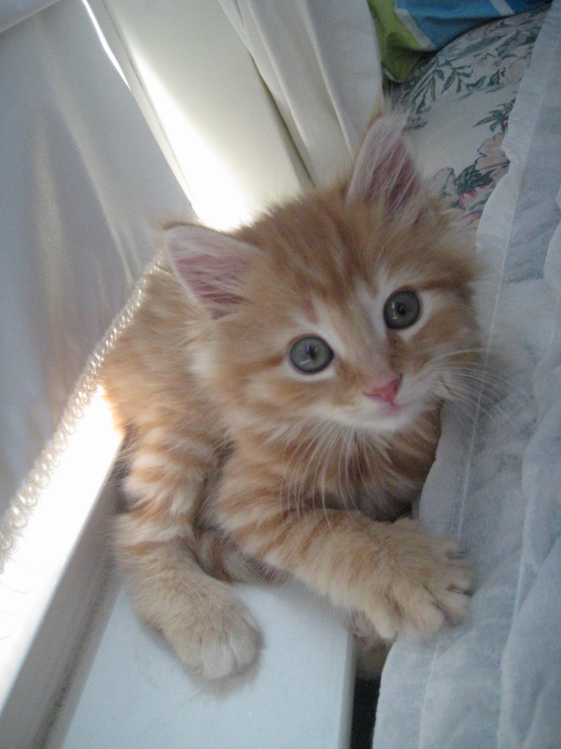 Do All Orange Cats Have The Quot M Quot On Their Forehead