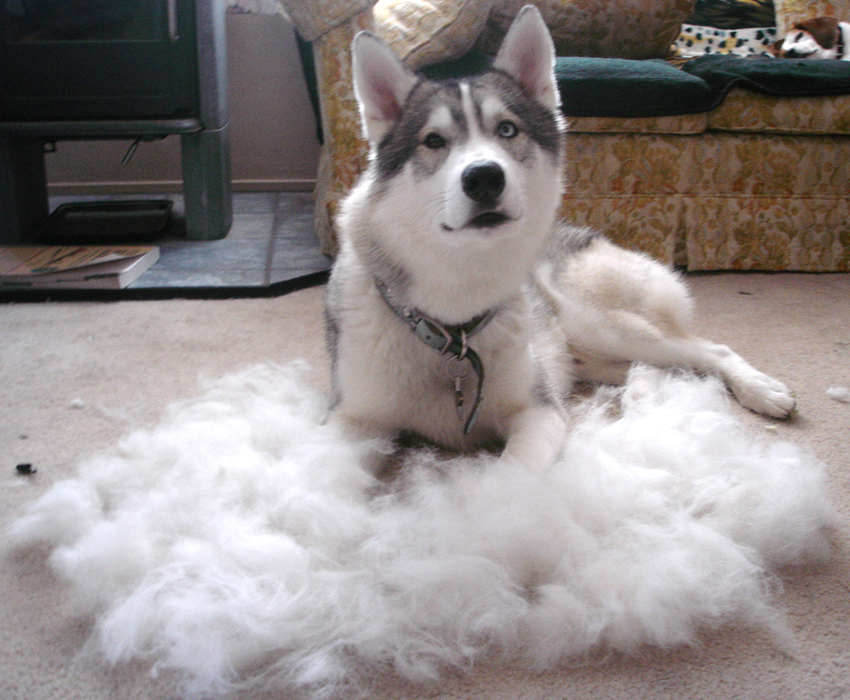 Short-haired huskies (mine pictured) do shed less, but not 