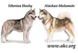 77+ Siberian Husky Samoyed Siberian Husky Alaskan Malamute