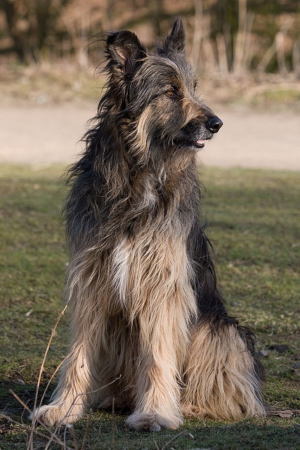 border collie cross irish wolfhound