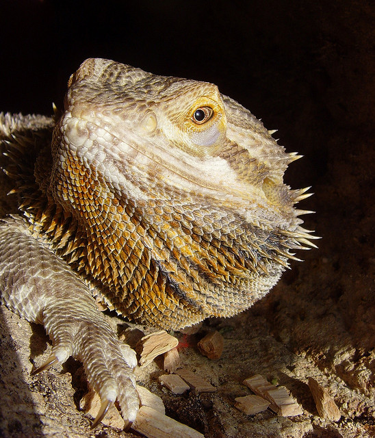 blue peppermint pacman