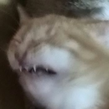 How Much Blurred Cats Censored Pussies Do You Got Added By Chaossniper At Crixuz Is Kill