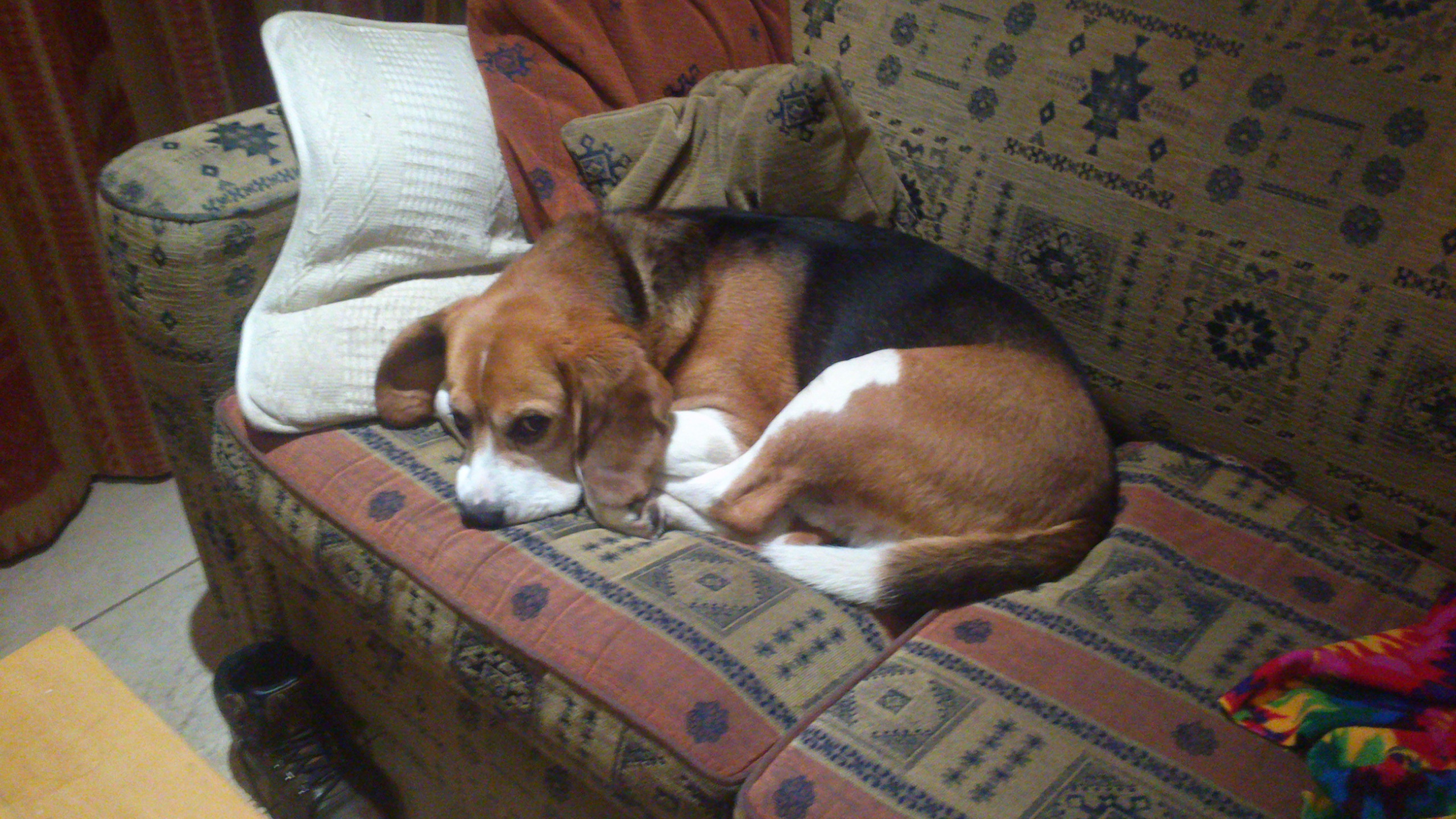 7 year old beagle