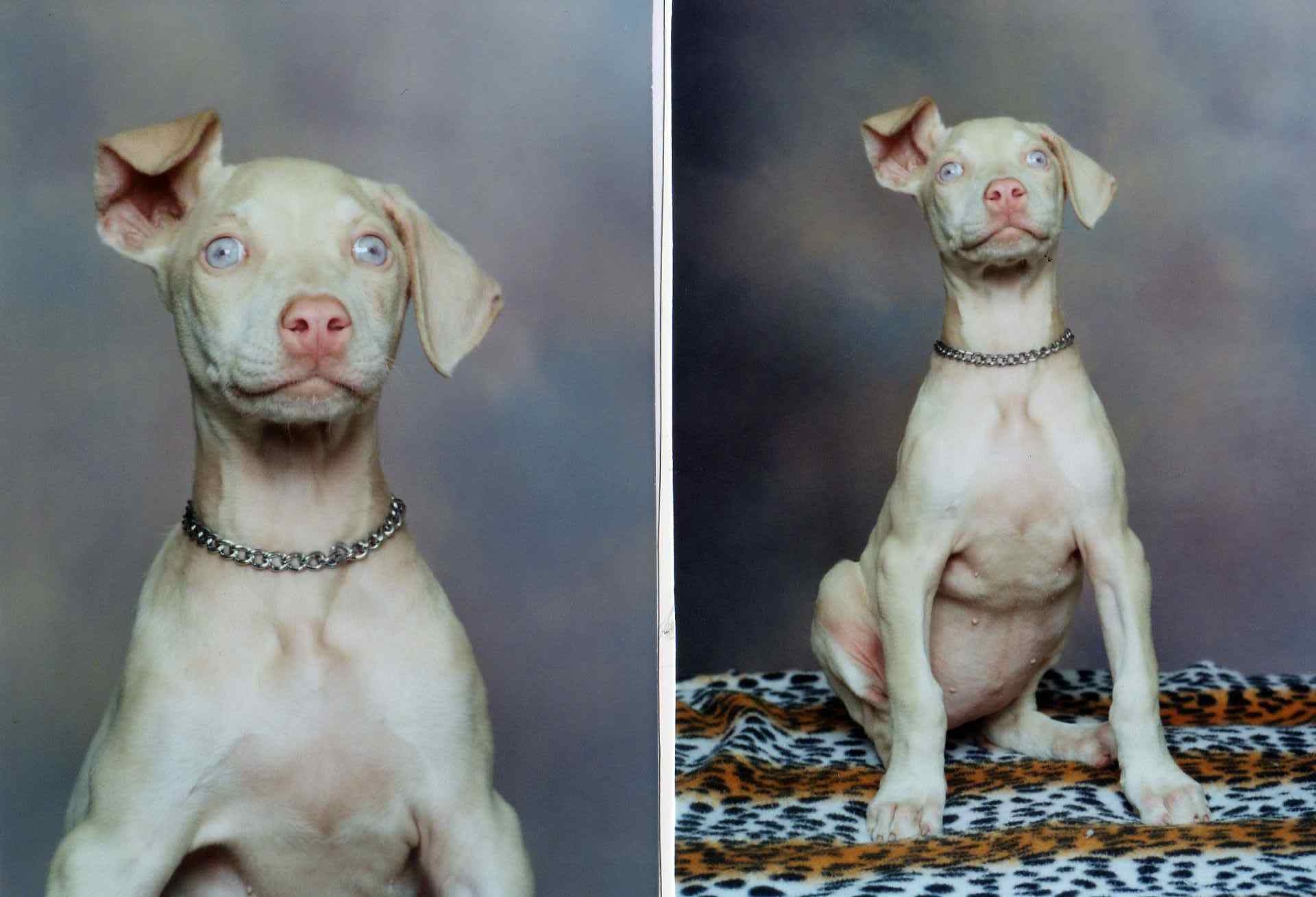 Creepy Dog Names Wedding Ideas In Mexico You Can Have Two Names And Last 117904350 Added Dog Y Creepy