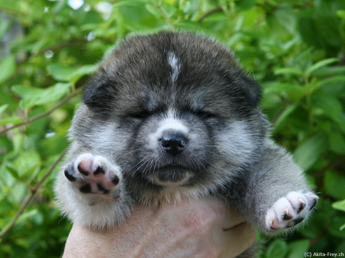 Hachiko: a breed that has received a new name Hachiko: a breed that has received a new name