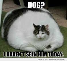 how to get my cat fat