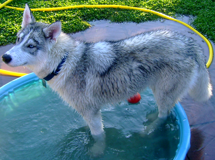 are blue bay shepherd part wolf