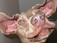 ugly weimaraner