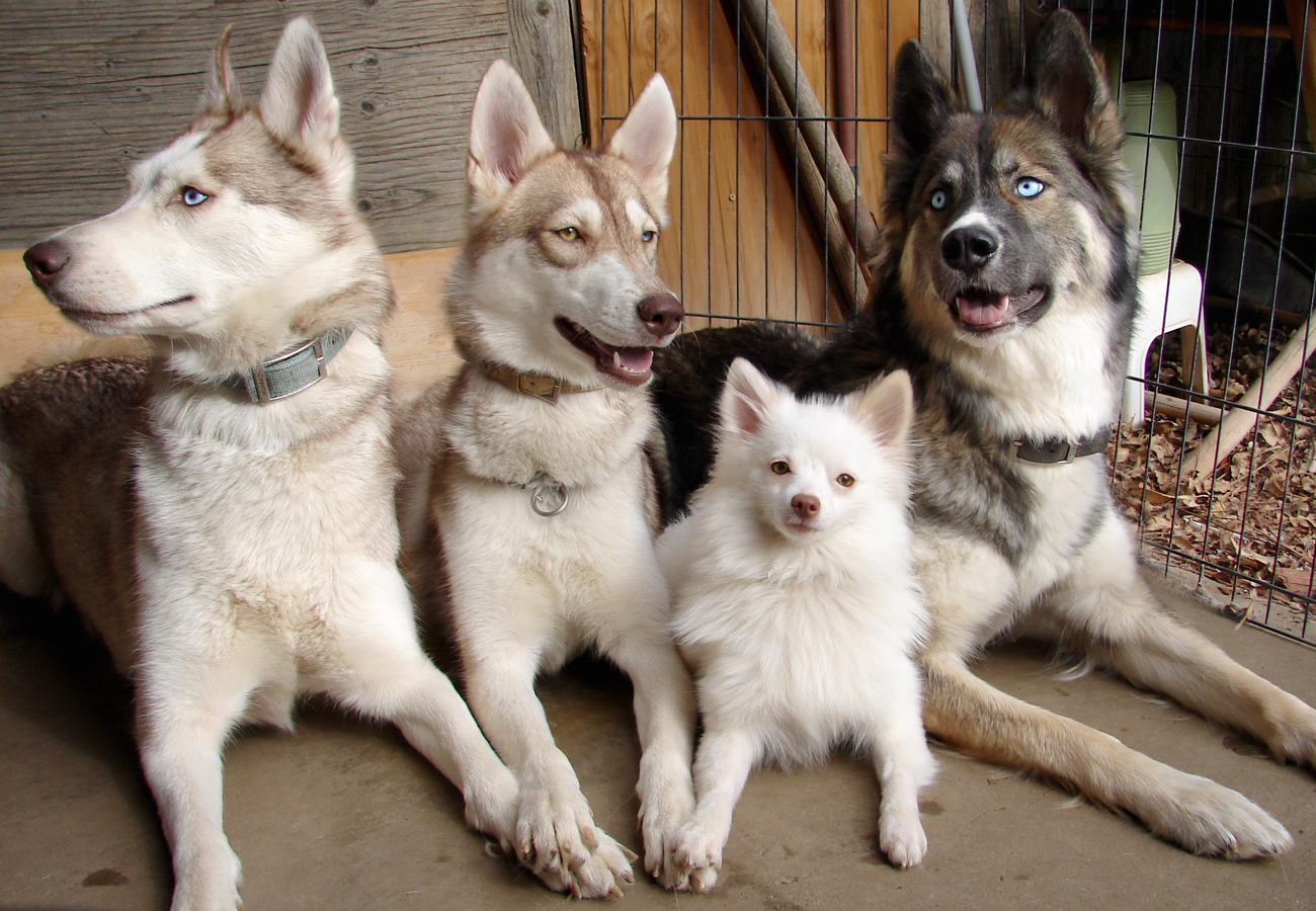 Any dog that doesn't shed will need regular grooming ...