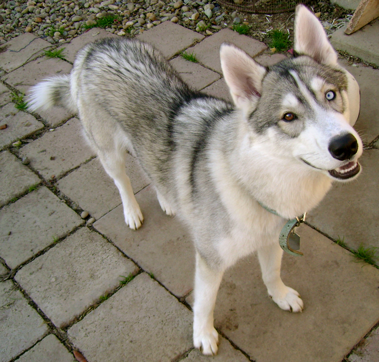 And My Other Friend S Purebred Husky One Brown Eye One