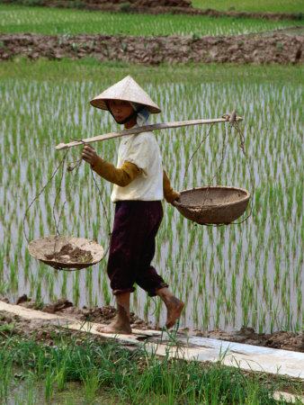 chinese field hat