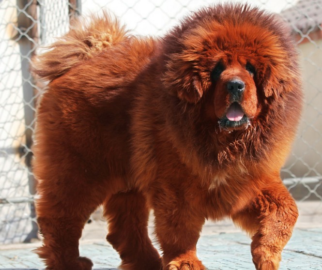 grizzly dog breed