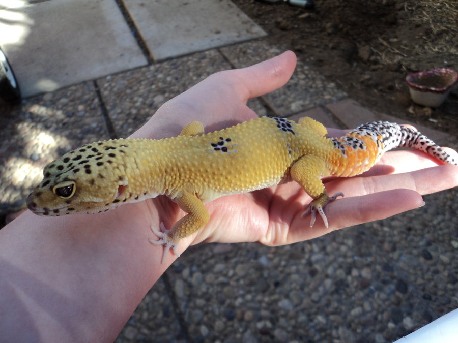 low maintenance reptiles