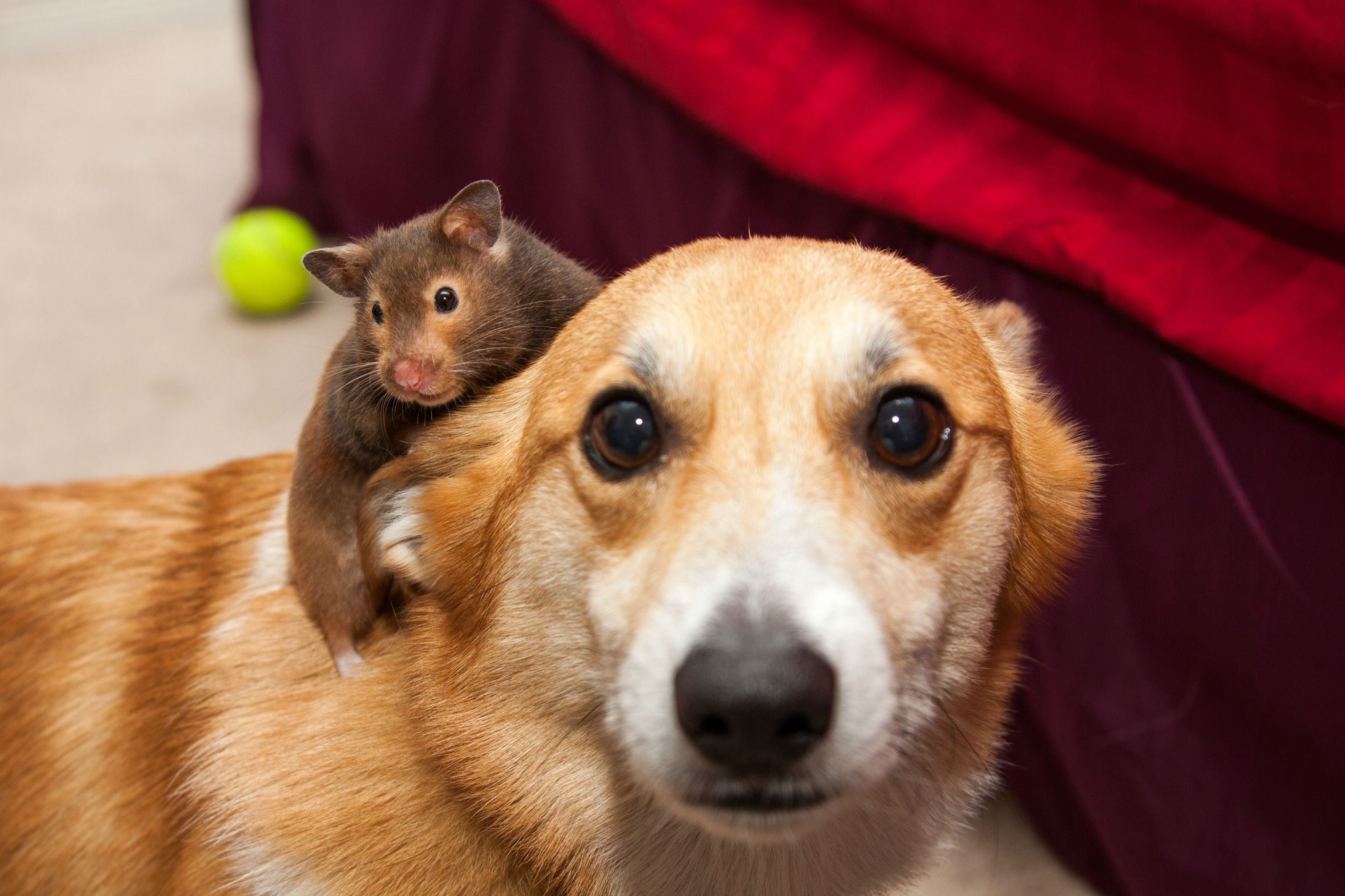 dog and hamster