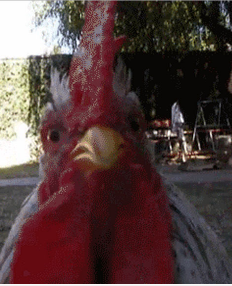 It Looks Like Red Inflamed Flappy Vagina Lips Under That Cock Seriously No One It Looks Like Red Inflamed Flappy Vagina Lips Under That Cock Seriously No One
