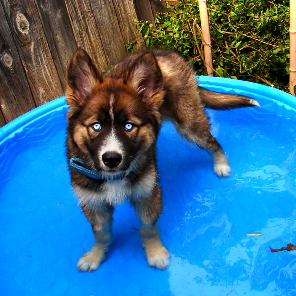 are blue bay shepherd part wolf