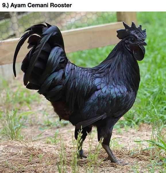 Just Look At This Colorful Animal Even My Cock Is 125147100 Added By Benschien At 21 Colorful Animals