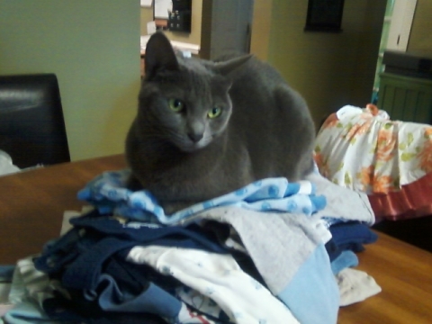 Maine Coon Or Russian Blue My Russian Blue 73291590 Added By