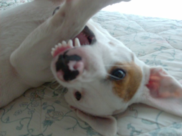 my dog is biting himself