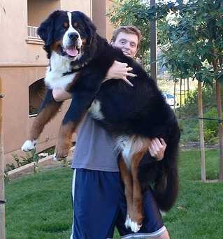big mountain dog bernese