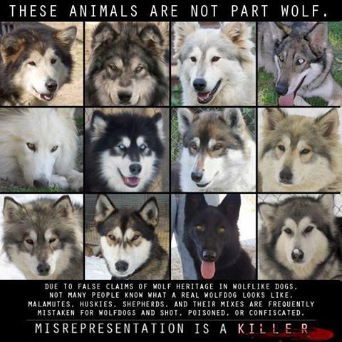 yep fifteen is a pretty average lifespan for a husky 112718646